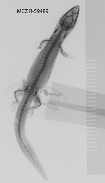 Media type: image;   Herpetology R-59489